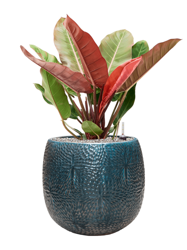 Ansamblu D41xH84cm cu planta naturala Philodendron 'Prince of Orange' in ghiveci Marly all inclusive set cu granule decorative