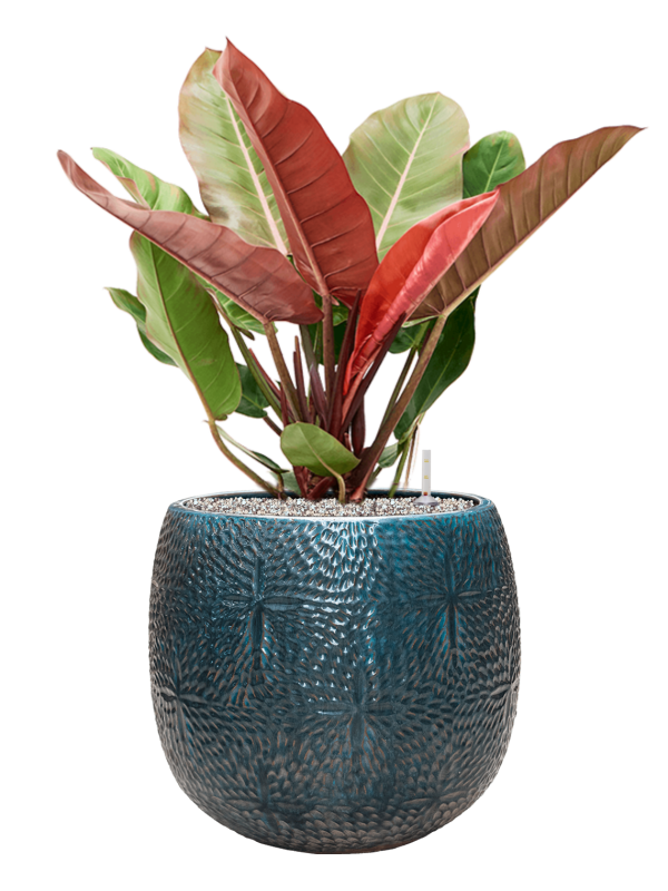 Ansamblu D41xH85cm cu planta naturala Philodendron 'Prince of Orange' in ghiveci Marly all inclusive set cu granule decorative