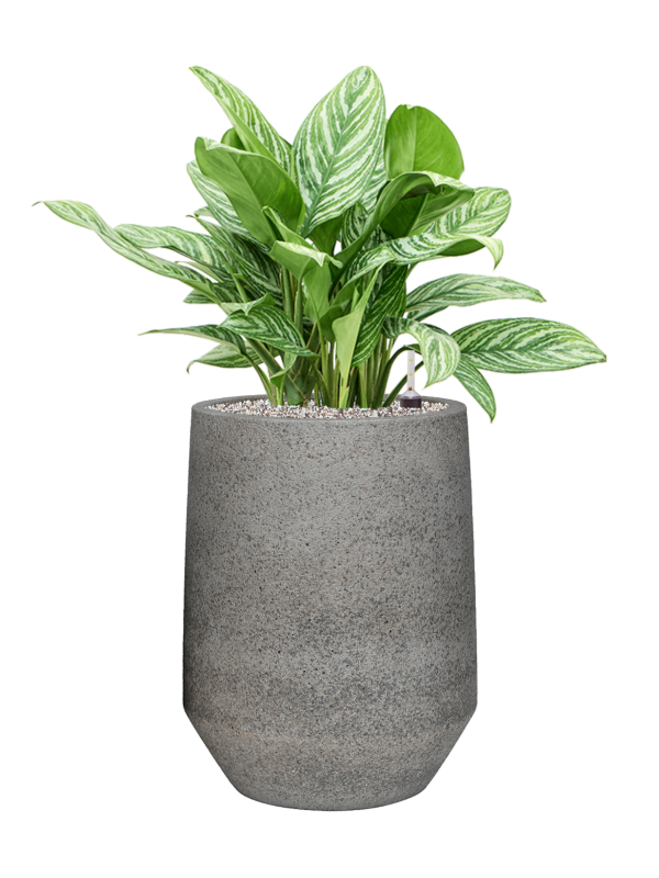 Ansamblu D41xH91cm cu planta naturala Aglaonema 'Stripes' in ghiveci Cement & Stone all inclusive set cu granule decorative