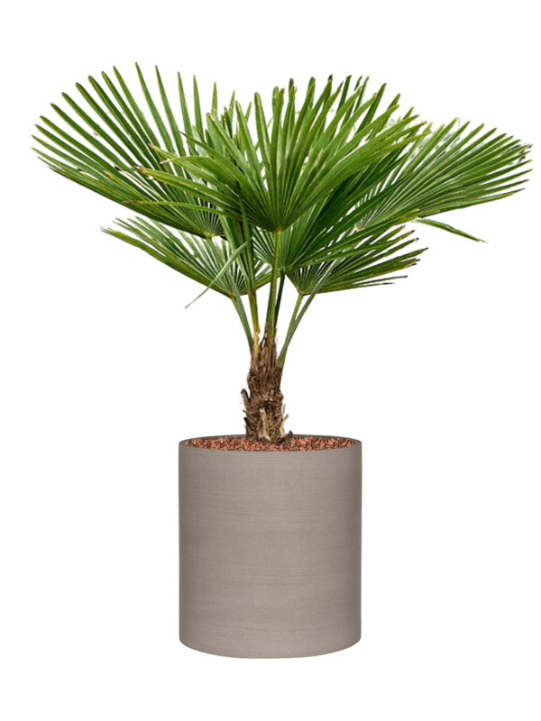 Ansamblu D42.5xH113cm cu planta naturala Trachycarpus fortunei (90-120) in ghiveci Refined all inclusive set cu granule decorative