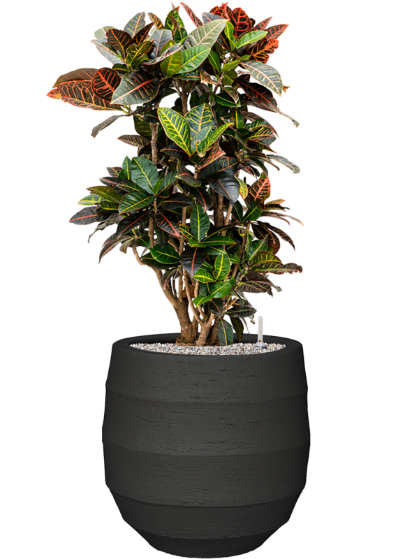 Ansamblu D42xH103cm cu planta naturala Croton (Codiaeum) variegatum 'Petra' in ghiveci Bordo all inclusive set cu granule decorative