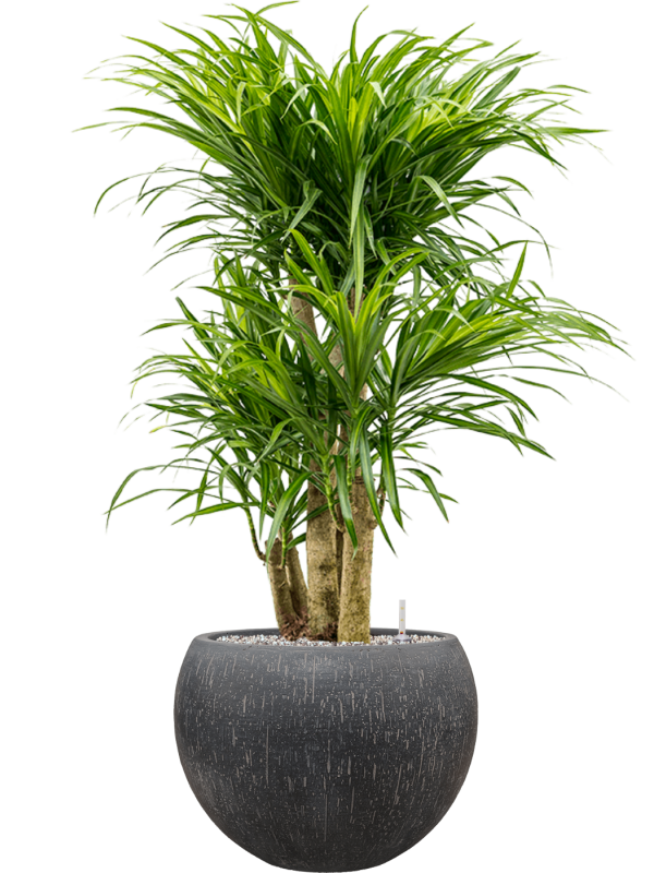 Ansamblu D42xH106cm cu planta naturala Pleomele (Dracaena) 'Anita Variegata' in ghiveci Baq Raindrop all inclusive set cu granule decorative