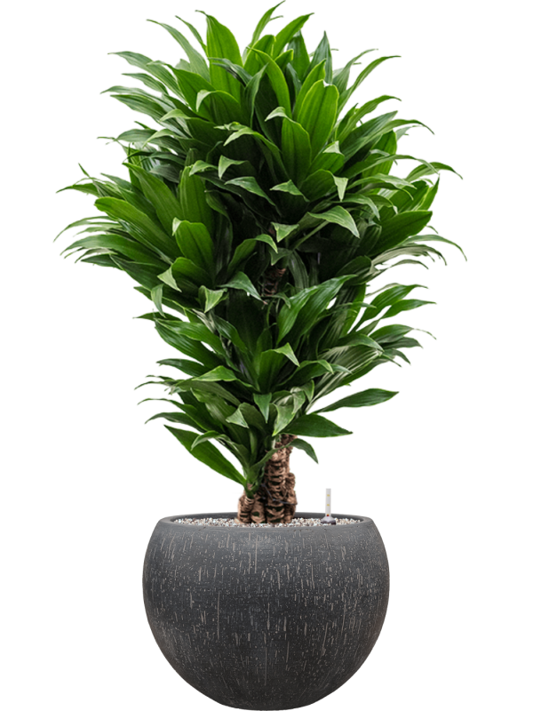 Ansamblu D42xH107cm cu planta naturala Dracaena fragrans 'Compacta' in ghiveci Baq Raindrop all inclusive set cu granule decorative