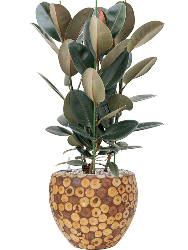 Ansamblu D42xH114cm cu planta naturala Ficus elastica 'Abidjan' in ghiveci Baq Facets Ageless all inclusive set cu granule decorative