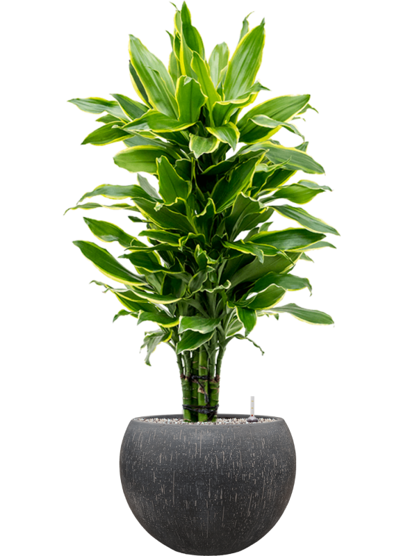 Ansamblu D42xH118cm cu planta naturala Dracaena fragrans 'Golden Coast' in ghiveci Baq Raindrop all inclusive set cu granule decorative