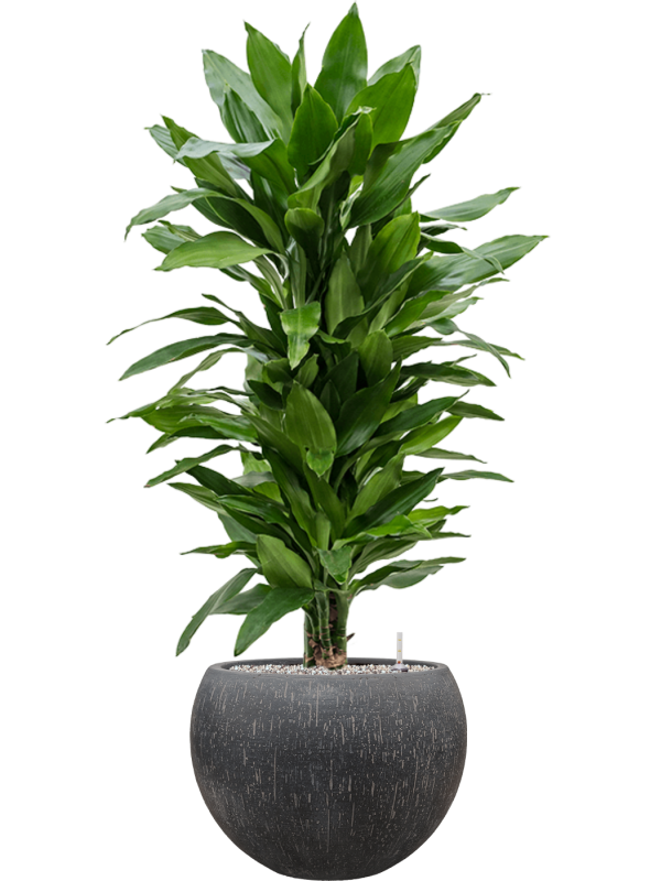 Ansamblu D42xH118cm cu planta naturala Dracaena fragrans 'Janet Lind' in ghiveci Baq Raindrop all inclusive set cu granule decorative