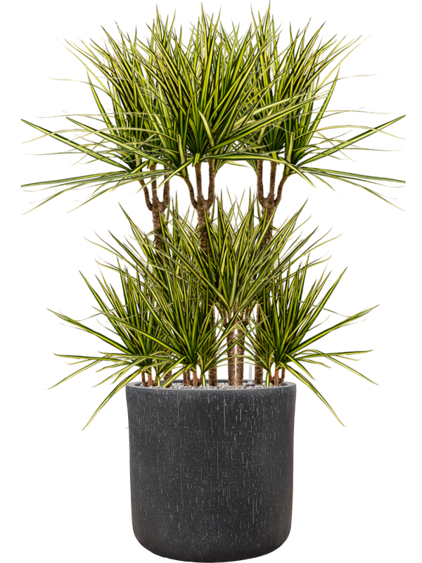 Ansamblu D42xH121cm cu planta naturala Dracaena marginata 'Sunray' in ghiveci Baq Raindrop all inclusive set cu granule decorative