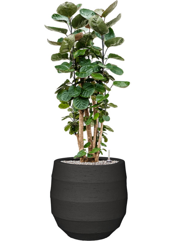 Ansamblu D42xH122cm cu planta naturala Aralia (Polyscias) 'Fabian' in ghiveci Bordo all inclusive set cu granule decorative