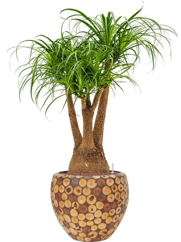 Ansamblu D42xH124cm cu planta naturala Beaucarnea recurvata in ghiveci Baq Facets Ageless all inclusive set cu granule decorative