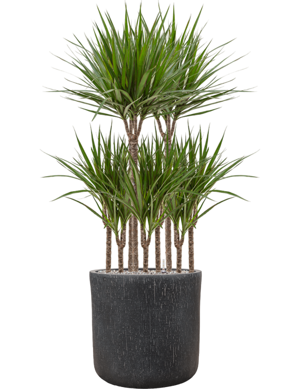 Ansamblu D42xH131cm cu planta naturala Dracaena marginata in ghiveci Baq Raindrop all inclusive set cu granule decorative