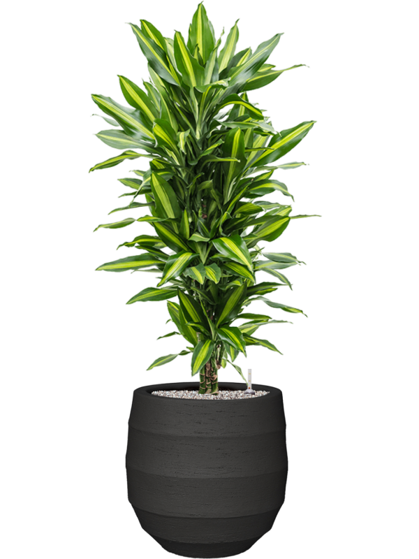 Ansamblu D42xH132cm cu planta naturala Dracaena fragrans 'Cintho' in ghiveci Bordo all inclusive set cu granule decorative