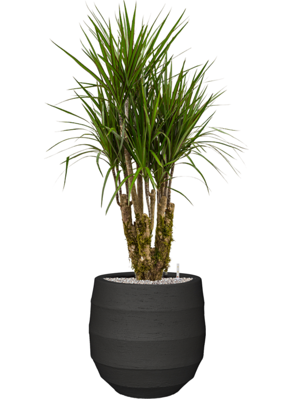 Ansamblu D42xH134cm cu planta naturala Dracaena marginata in ghiveci Bordo all inclusive set cu granule decorative