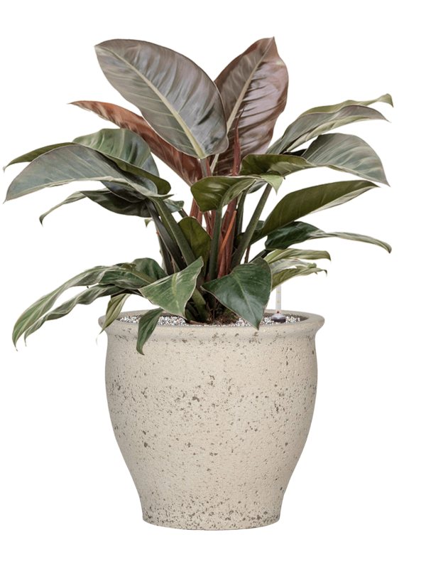 Ansamblu D42xH85cm cu planta naturala Philodendron `Imperial Red' in ghiveci Mediterranean all inclusive set cu granule decorative