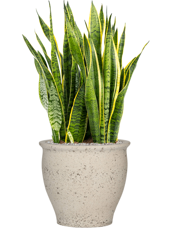 Ansamblu D42xH97cm cu planta naturala Sansevieria trifasciata 'Laurentii' in ghiveci Mediterranean all inclusive set cu granule decorative