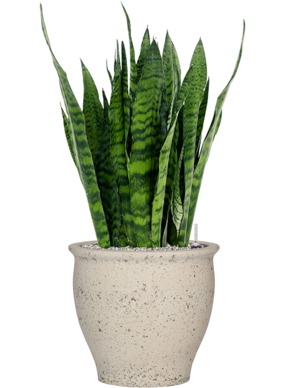 Ansamblu D42xH98cm cu planta naturala Sansevieria zeylanica in ghiveci Mediterranean all inclusive set cu granule decorative