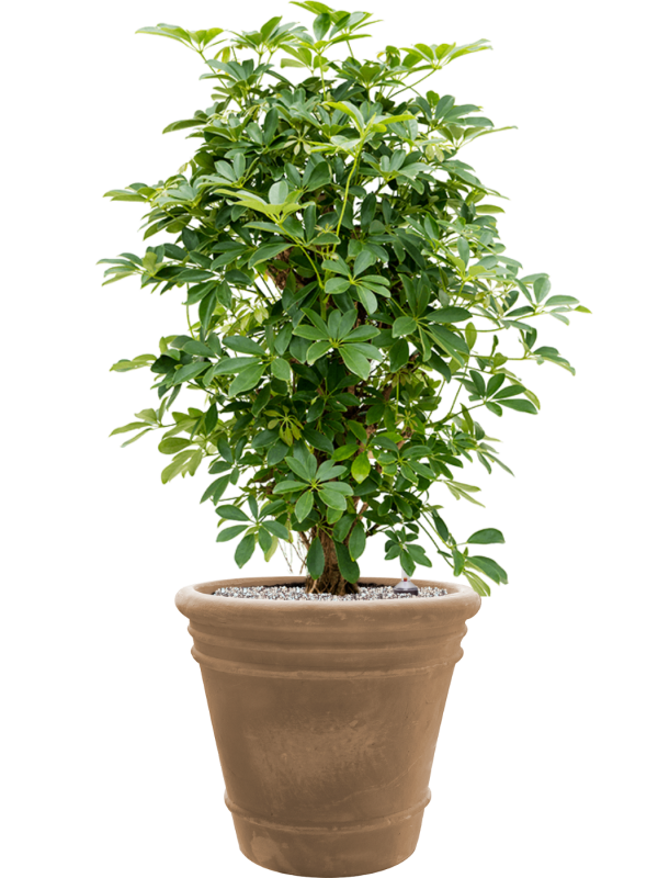 Ansamblu D43xH104cm cu planta naturala Schefflera arboricola 'Compacta' in ghiveci Terra Cotta Doppio all inclusive set cu granule decorative