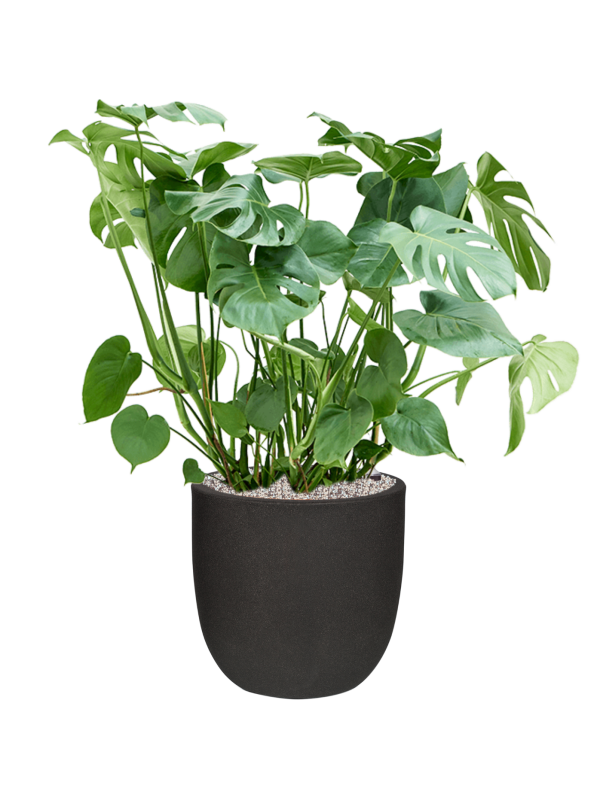 Ansamblu D43xH105cm cu planta naturala Monstera deliciosa in ghiveci Capi Urban Smooth NL all inclusive set cu granule decorative