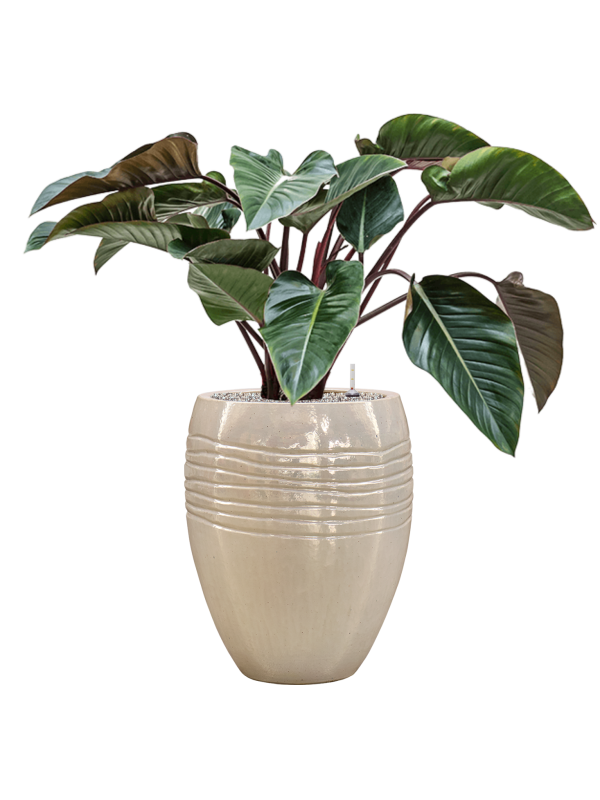 Ansamblu D43xH105cm cu planta naturala Philodendron 'Red Beauty' in ghiveci Traces all inclusive set cu granule decorative