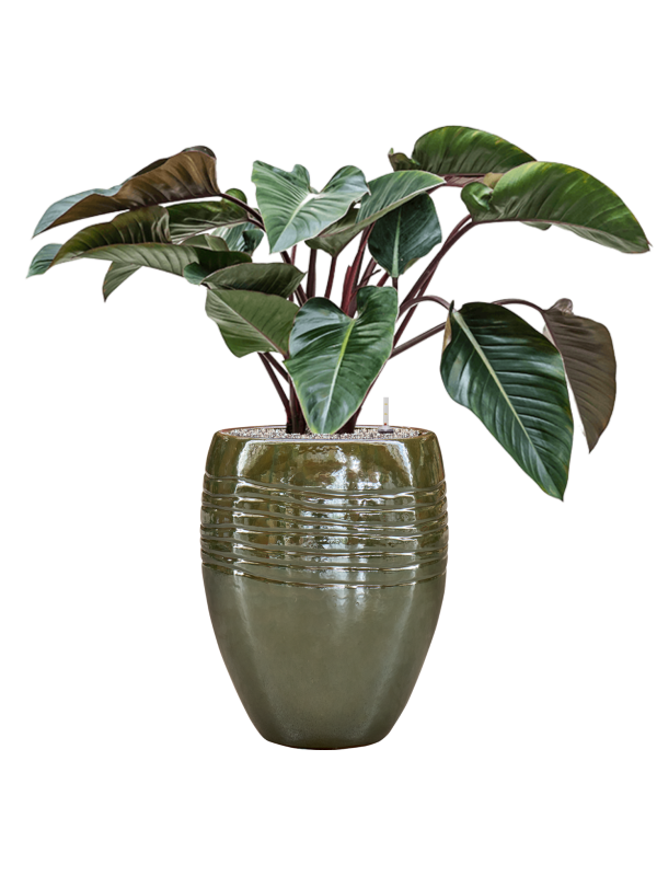 Ansamblu D43xH106cm cu planta naturala Philodendron 'Red Beauty' in ghiveci Traces all inclusive set cu granule decorative