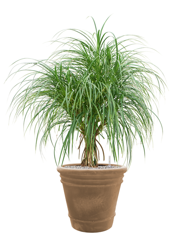 Ansamblu D43xH114cm cu planta naturala Pandanus stellatus in ghiveci Terra Cotta Doppio all inclusive set cu granule decorative