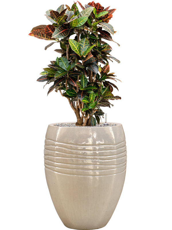 Ansamblu D43xH117cm cu planta naturala Croton (Codiaeum) variegatum 'Petra' in ghiveci Traces all inclusive set cu granule decorative