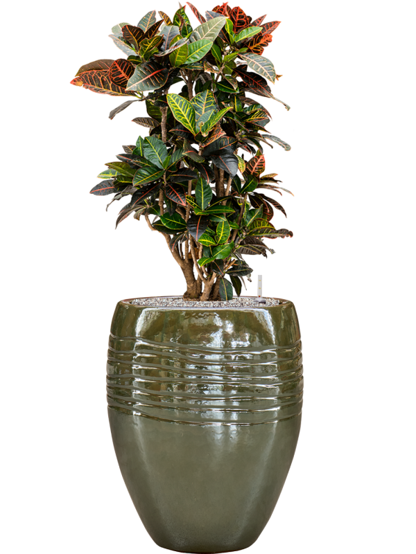 Ansamblu D43xH118cm cu planta naturala Croton (Codiaeum) variegatum 'Petra' in ghiveci Traces all inclusive set cu granule decorative