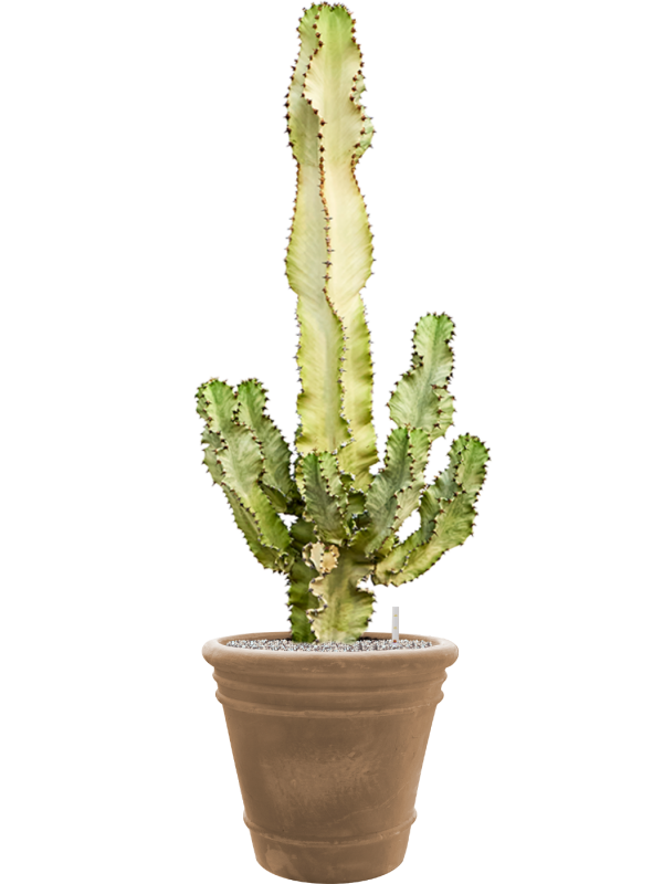 Ansamblu D43xH126cm cu planta naturala Euphorbia ingens marmorata in ghiveci Terra Cotta Doppio all inclusive set cu granule decorative