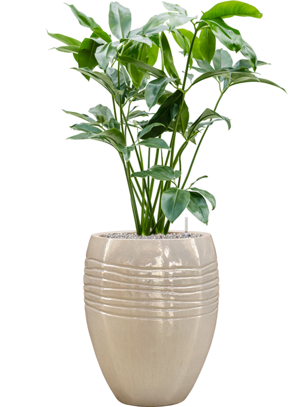 Ansamblu D43xH126cm cu planta naturala Philodendron 'Green Wonder' in ghiveci Traces all inclusive set cu granule decorative