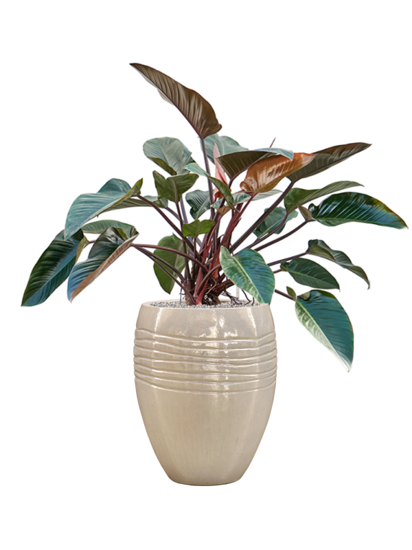 Ansamblu D43xH126cm cu planta naturala Philodendron 'Red Beauty' in ghiveci Traces all inclusive set cu granule decorative