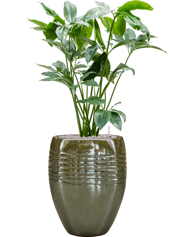 Ansamblu D43xH127cm cu planta naturala Philodendron 'Green Wonder' in ghiveci Traces all inclusive set cu granule decorative