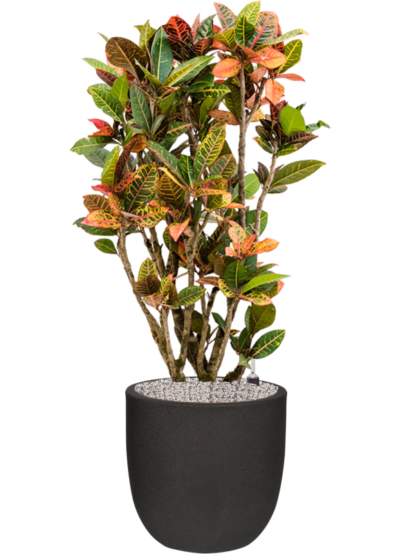 Ansamblu D43xH128cm cu planta naturala Croton variegatum 'Petra' in ghiveci Capi Urban Smooth NL all inclusive set cu granule decorative