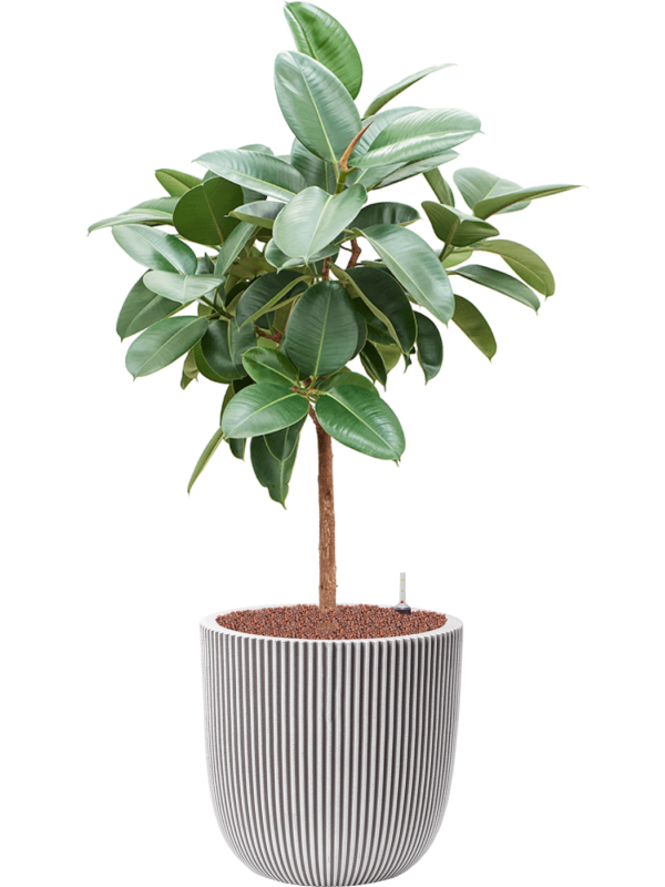 Ansamblu D43xH128cm cu planta naturala Ficus elastica 'Robusta' in ghiveci Capi Nature Groove NL all inclusive set cu granule decorative