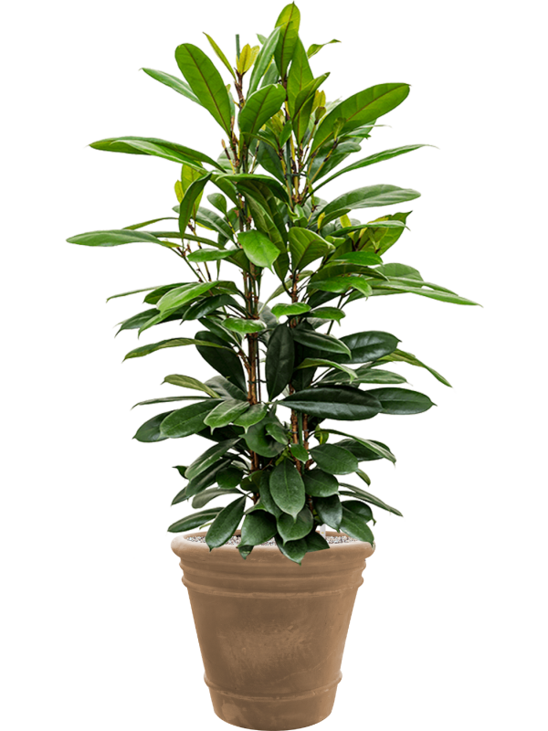 Ansamblu D43xH130cm cu planta naturala Ficus cyathistipula in ghiveci Terra Cotta Doppio all inclusive set cu granule decorative