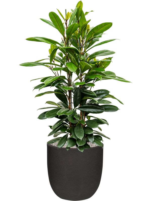 Ansamblu D43xH133cm cu planta naturala Ficus cyathistipula in ghiveci Capi Urban Smooth NL all inclusive set cu granule decorative