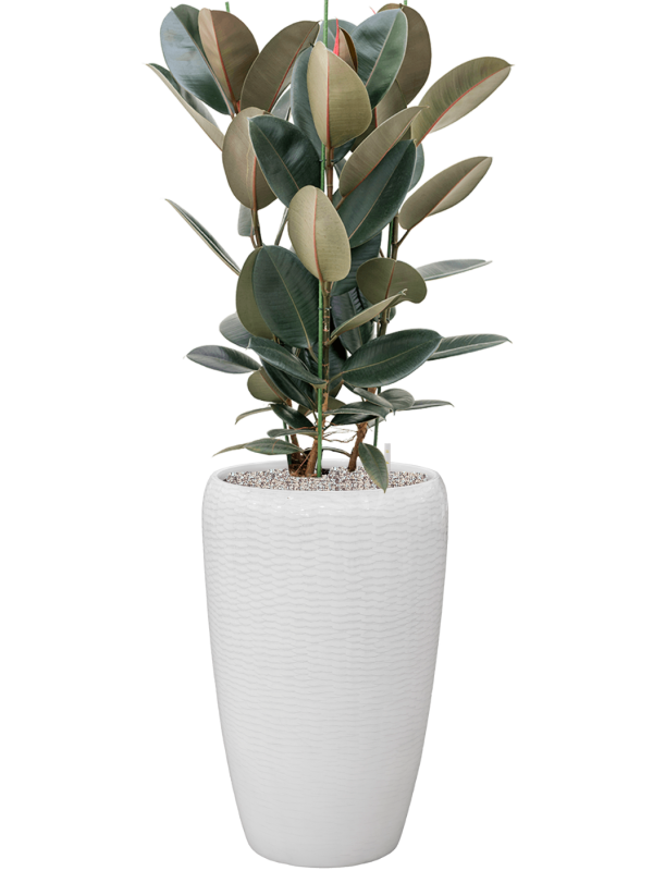 Ansamblu D43xH143cm cu planta naturala Ficus elastica 'Abidjan' in ghiveci Baq Vogue Amfi all inclusive set cu granule decorative