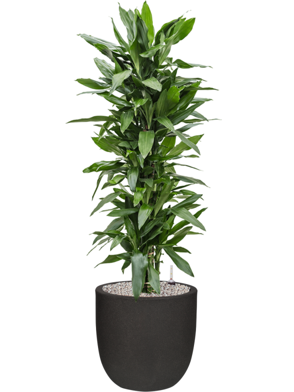 Ansamblu D43xH144cm cu planta naturala Dracaena fragrans 'Janet Lind' in ghiveci Capi Urban Smooth NL all inclusive set cu granule decorative