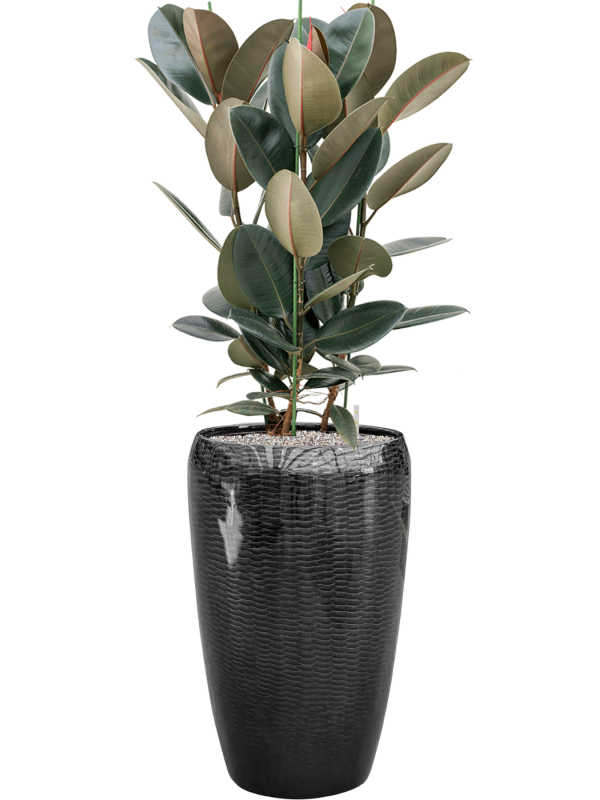 Ansamblu D43xH144cm cu planta naturala Ficus elastica 'Abidjan' in ghiveci Baq Vogue Amfi all inclusive set cu granule decorative