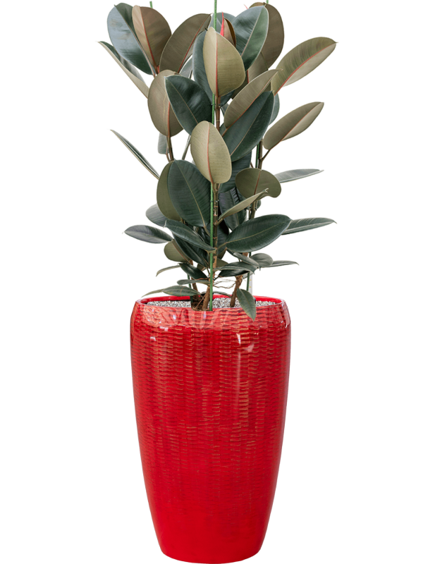 Ansamblu D43xH144cm cu planta naturala Ficus elastica 'Abidjan' in ghiveci Baq Vogue Amfi all inclusive set cu granule decorative