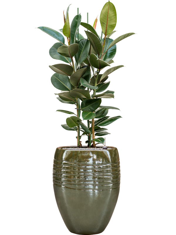 Ansamblu D43xH145cm cu planta naturala Ficus elastica 'Robusta' in ghiveci Traces all inclusive set cu granule decorative