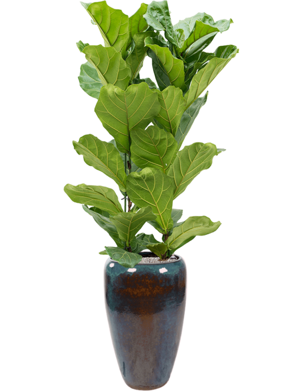 Ansamblu D43xH193cm cu planta naturala Ficus lyrata in ghiveci Mystic all inclusive set cu granule decorative