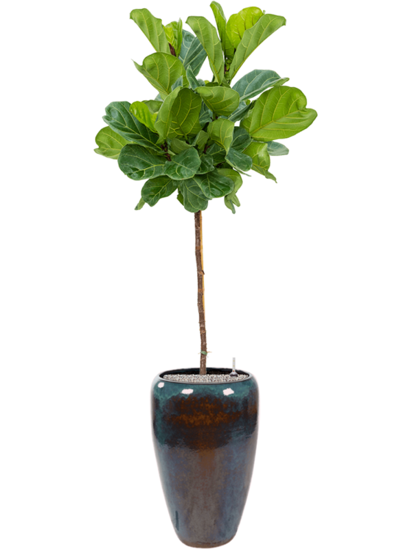 Ansamblu D43xH204cm cu planta naturala Ficus lyrata in ghiveci Mystic all inclusive set cu granule decorative