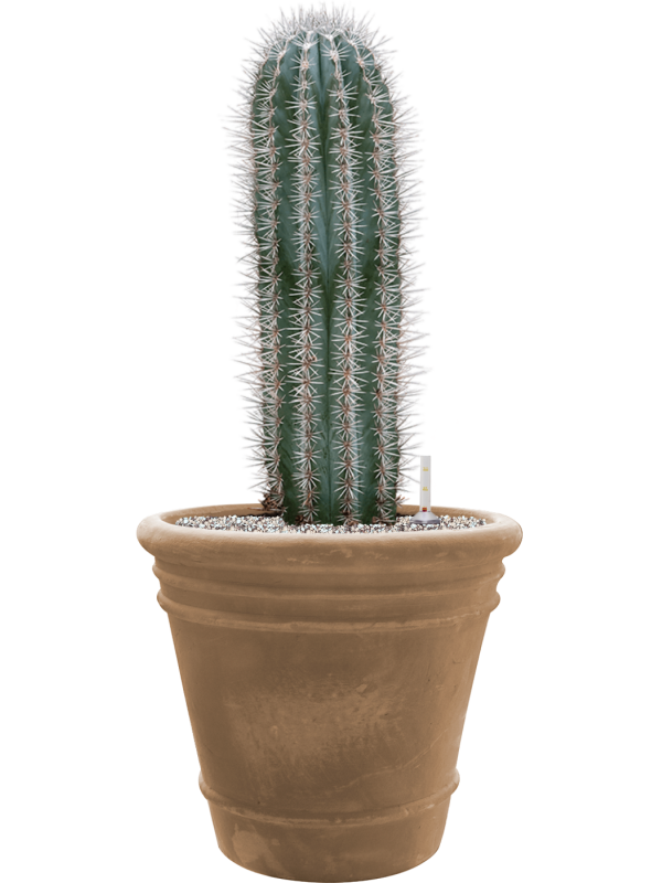 Ansamblu D43xH84cm cu planta naturala Pachycereus pringlei in ghiveci Terra Cotta Doppio all inclusive set cu granule decorative