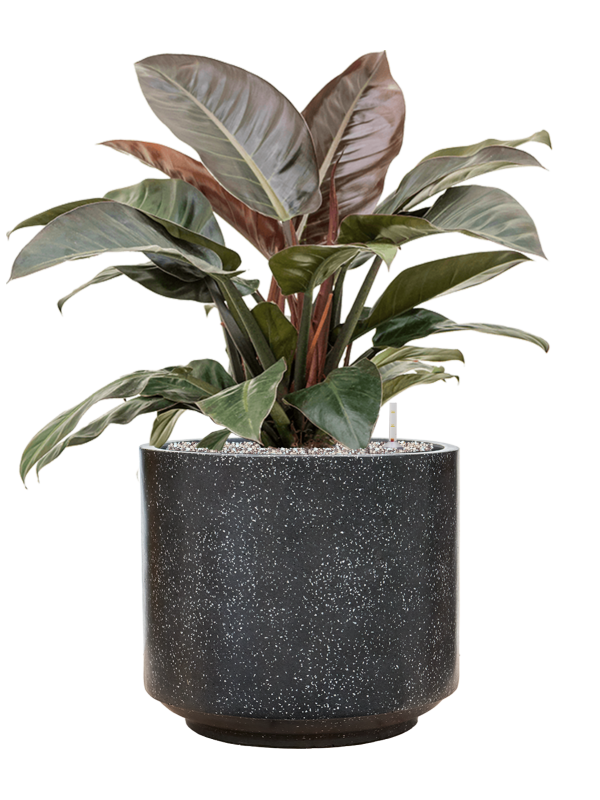 Ansamblu D43xH86cm cu planta naturala Philodendron `Imperial Red' in ghiveci Baq Terrazzo all inclusive set cu granule decorative