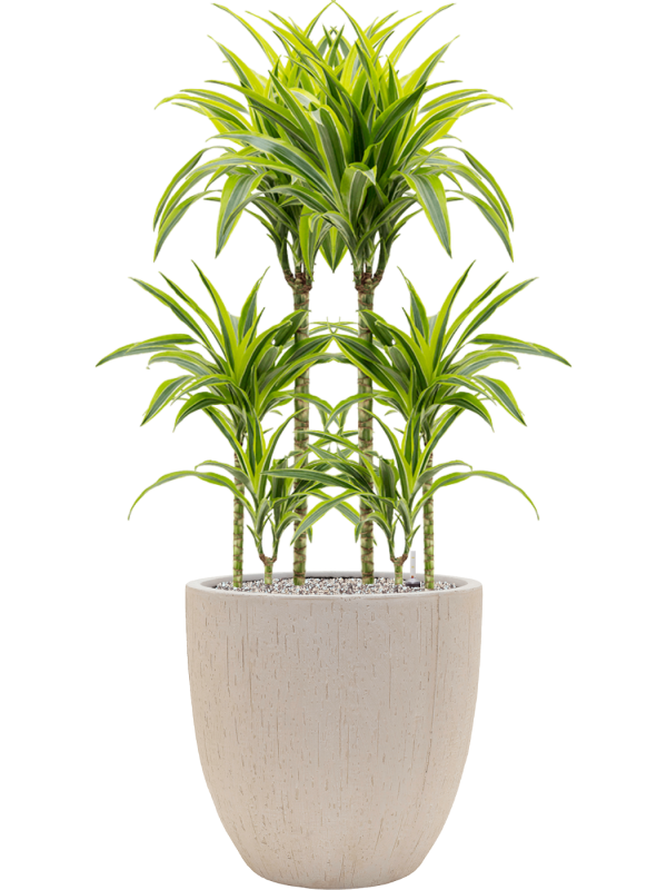 Ansamblu D44xH116cm cu planta naturala Dracaena fragrans 'Lemon Lime' in ghiveci Baq Raindrop all inclusive set cu granule decorative