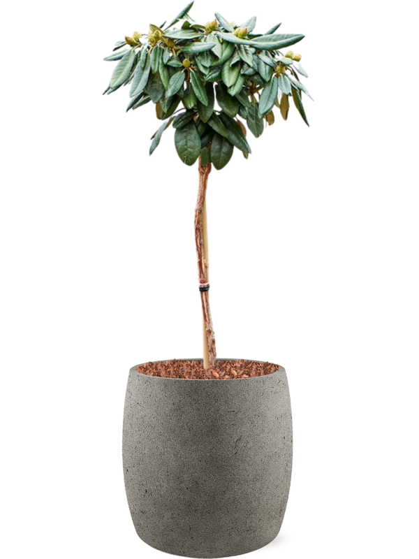 Ansamblu D44xH122cm cu planta naturala Rhododendron yakushimanum 'Fantastica' in ghiveci Grigio all inclusive set cu granule decorative