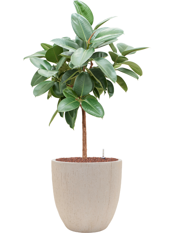 Ansamblu D44xH131cm cu planta naturala Ficus elastica 'Robusta' in ghiveci Baq Raindrop all inclusive set cu granule decorative