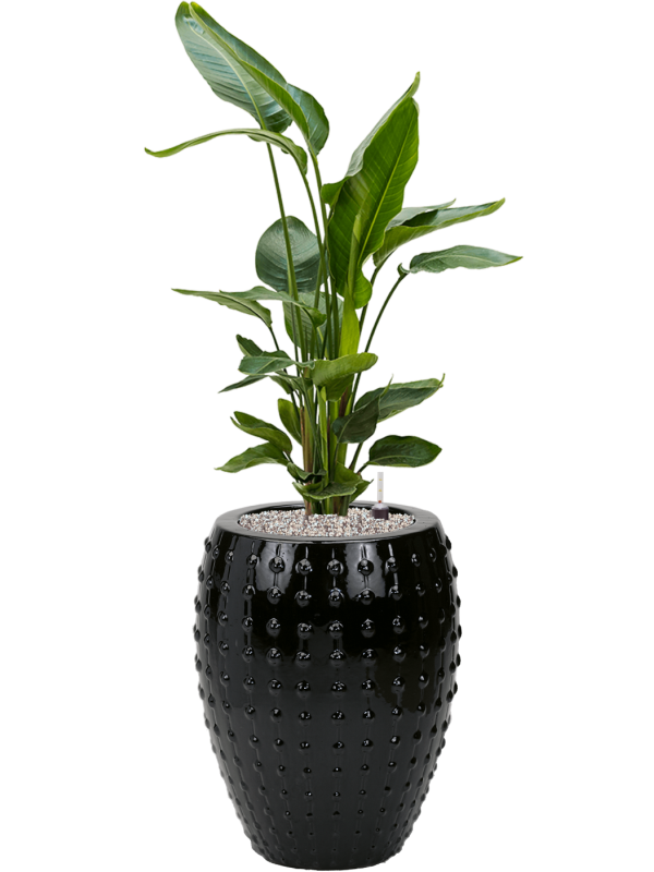 Ansamblu D44xH131cm cu planta naturala Strelitzia nicolai in ghiveci Laos all inclusive set cu granule decorative