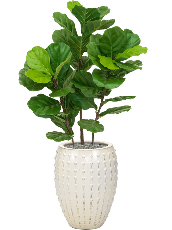 Ansamblu D44xH140cm cu planta naturala Fiddle Tree in ghiveci Laos all inclusive set cu granule decorative