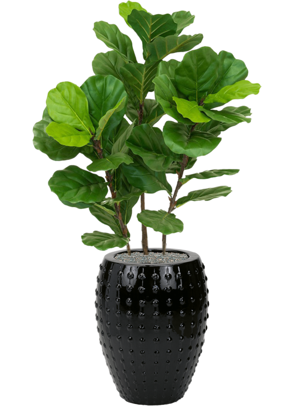 Ansamblu D44xH141cm cu planta naturala Fiddle Tree in ghiveci Laos all inclusive set cu granule decorative