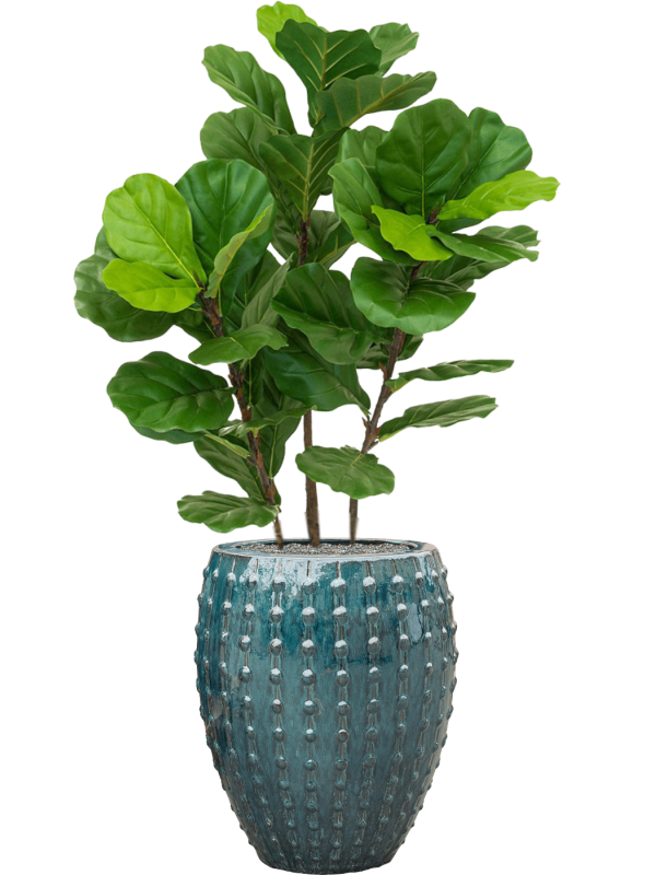 Ansamblu D44xH142cm cu planta naturala Fiddle Tree in ghiveci Laos all inclusive set cu granule decorative